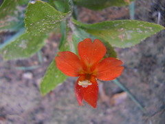 Erythranthe