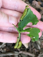 Ceratulus spectabilis