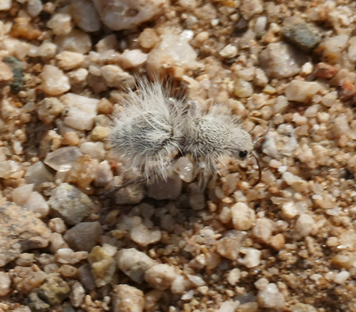 Thistledown Velvet Ant photo 5