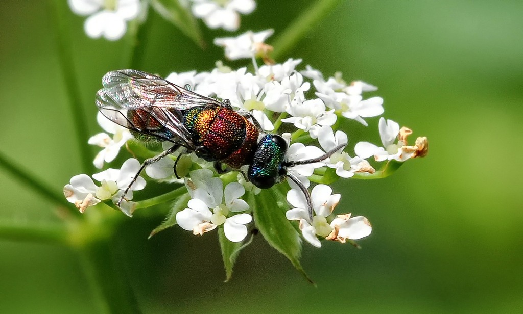 Chrysis viridula