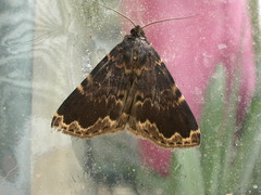 Mormoscopa sordescens