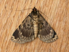 Mormoscopa sordescens