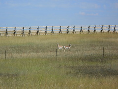 Antilocapra americana