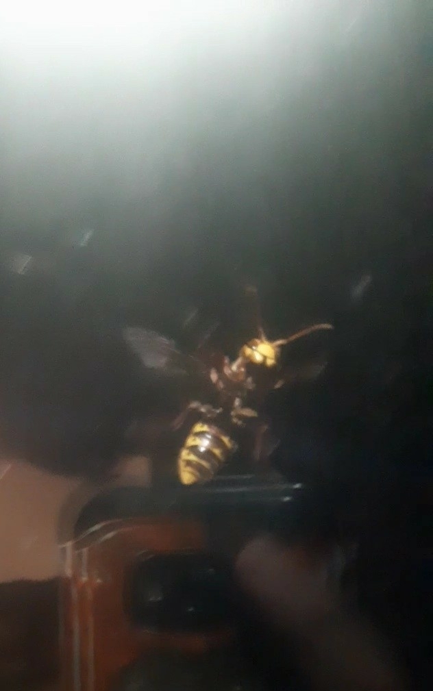 Vespa crabro gribodoi