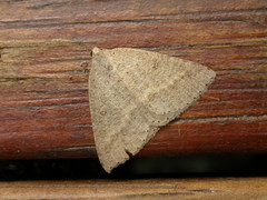 Nearcha nullata