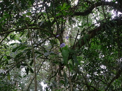 Streptocarpus silvaticus