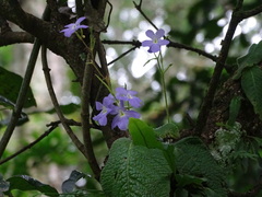 Streptocarpus silvaticus