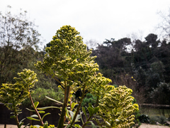 Aeonium arboreum