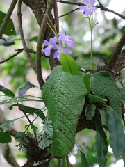 Streptocarpus silvaticus