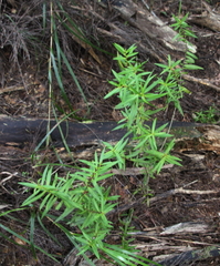Veronica ligustrifolia