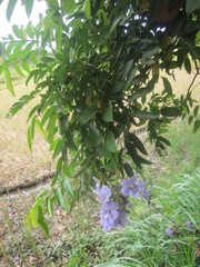 Thunbergia laurifolia