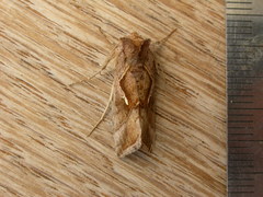 Chrysodeixis subsidens