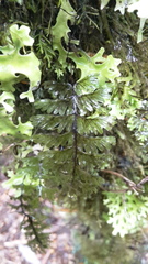 Hymenophyllum pectinatum