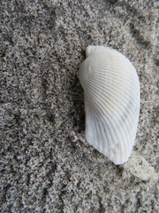 Anadara secticostata