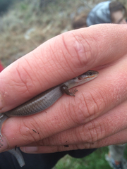 Plestiodon tetragrammus