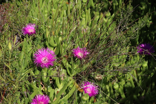 Image of Carpobrotus deliciosus by (c) Tony Rebelo, some rights reserved (CC BY-SA)