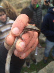 Plestiodon tetragrammus