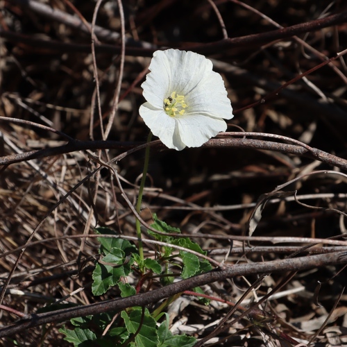 Monsonia emarginata