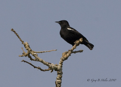 Sooty Chat photo 2