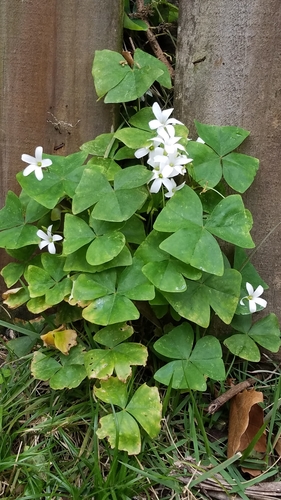 Oxalis 3