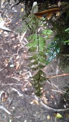 Hymenophyllum pectinatum
