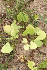 Ficaria verna calthifolia