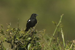 Sooty Chat photo 3