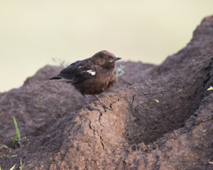 Sooty Chat photo 4