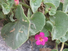 Mabrya erecta