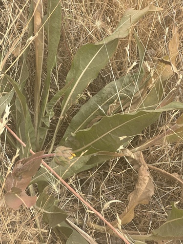 Narrowleaf mule ears foliage