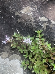 Otiophora cupheoides