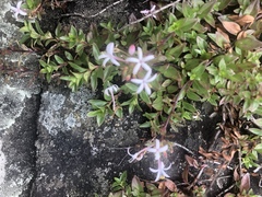 Otiophora cupheoides