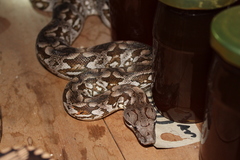 Acrantophis dumerili