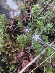 Otiophora cupheoides