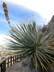 Dasylirion cedrosanum