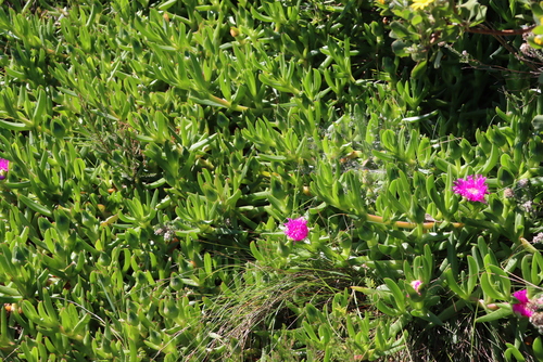 Image of Carpobrotus deliciosus by (c) Tony Rebelo, some rights reserved (CC BY-SA)