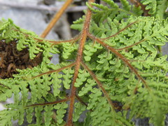 Cheilanthes leucopoda
