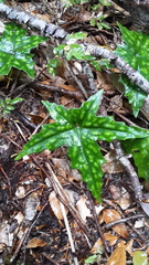 Knowltonia hepaticifolia