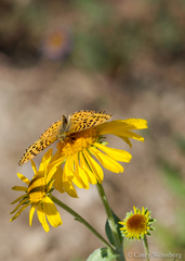 Speyeria coronis