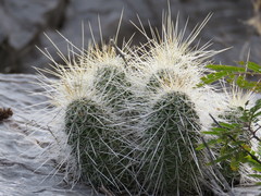 Echinocereus occidentalis