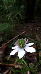Knowltonia hepaticifolia