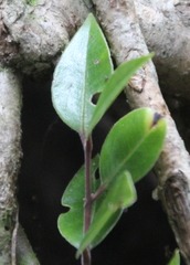 Metrosideros bartlettii