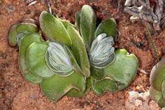 Crassula tomentosa