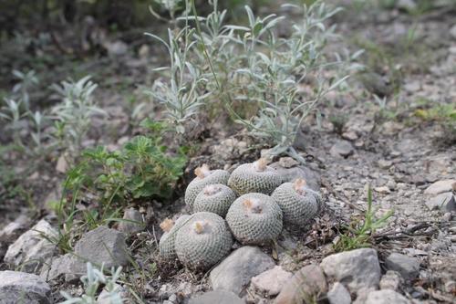 Epithelantha potosina