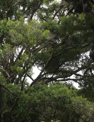 Metrosideros bartlettii