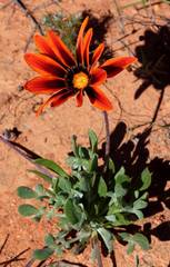 Gazania leiopoda