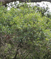 Metrosideros bartlettii