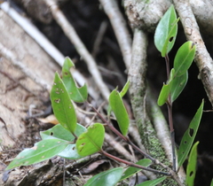 Metrosideros bartlettii