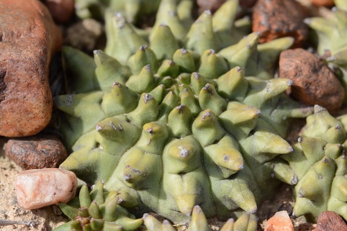 Hedgehog Milkball (Euphorbia susannae)