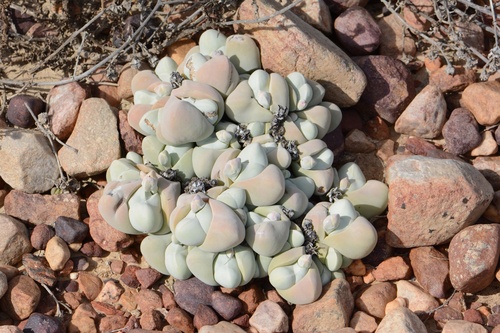 Knuckle Humpfig (Gibbaeum album)
